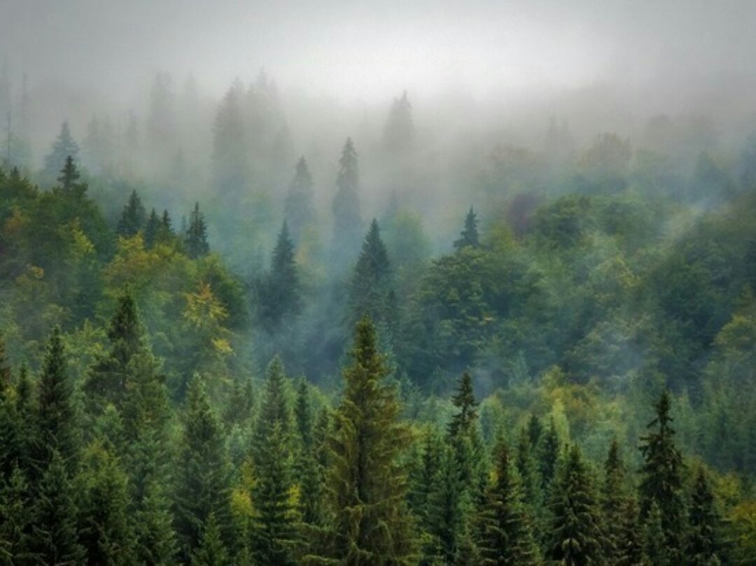 image_Деревья способны в будущем замедлить глобальное потепление на Земле